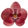 New Cerf Dellier Orchidées rouges azyme (x10)